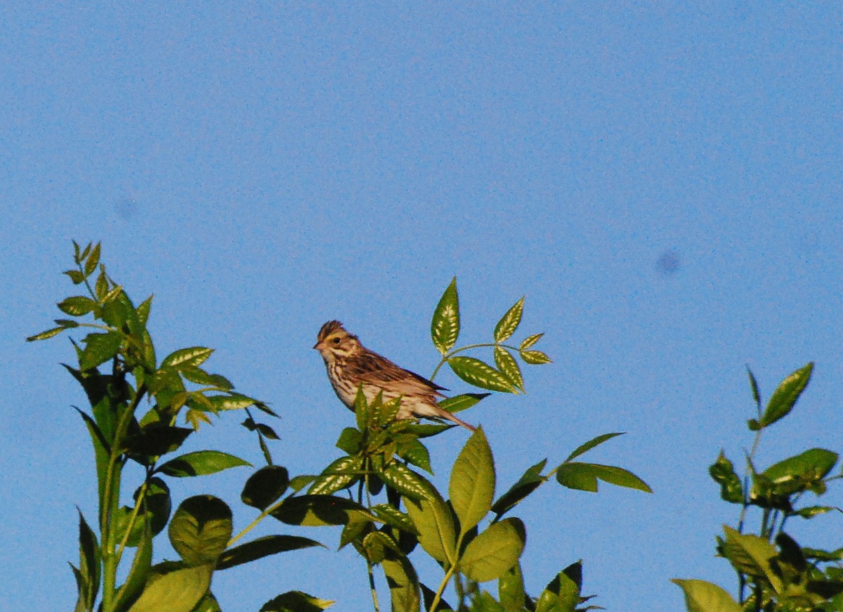 Savannah Sparrow - ML620662607