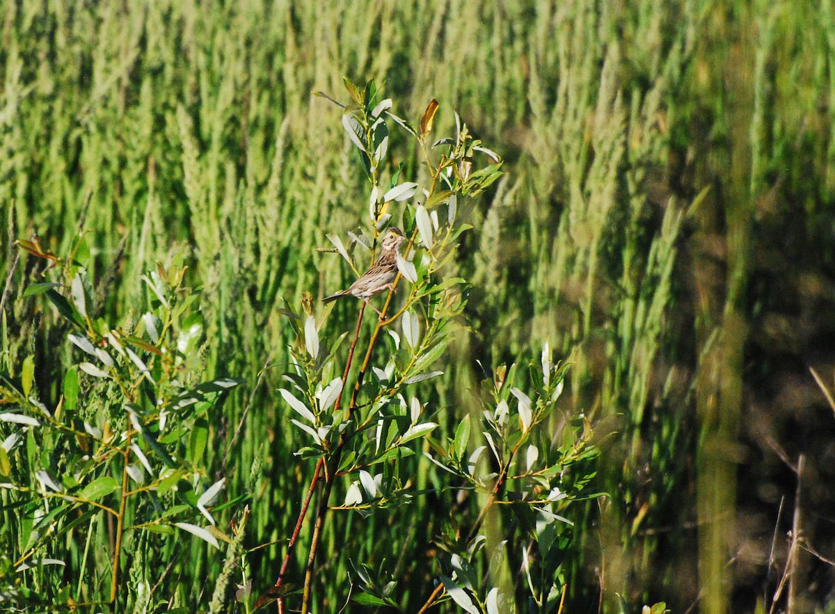 Savannah Sparrow - ML620662612