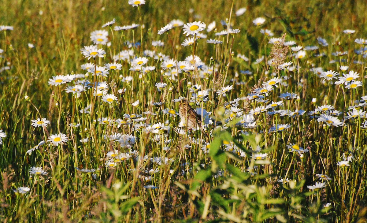 Savannah Sparrow - ML620662613