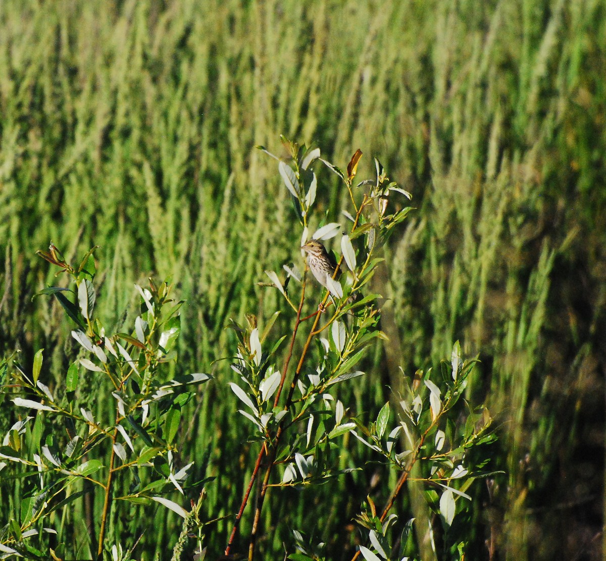 Savannah Sparrow - ML620662615