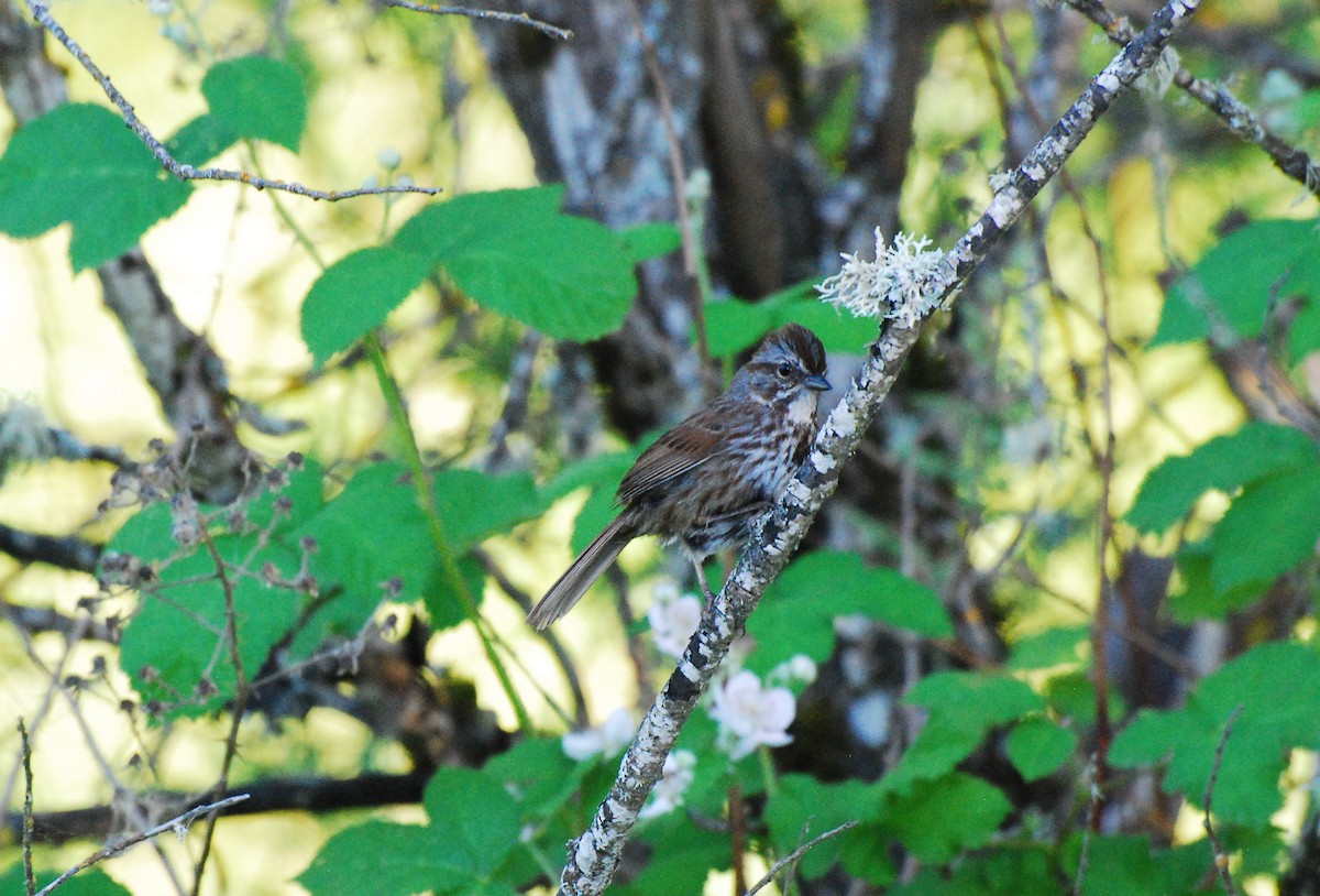 Song Sparrow - ML620662619