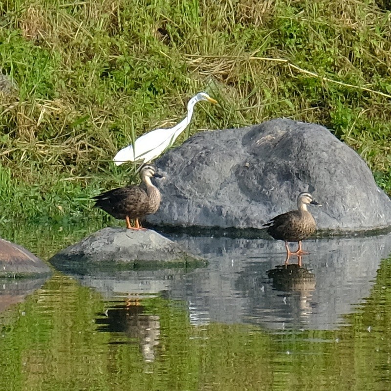 中白鷺 - ML620662622