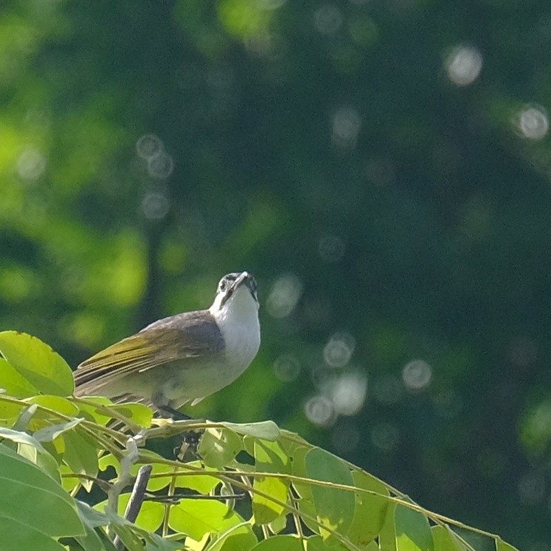 Bulbul de Taiwán - ML620662625