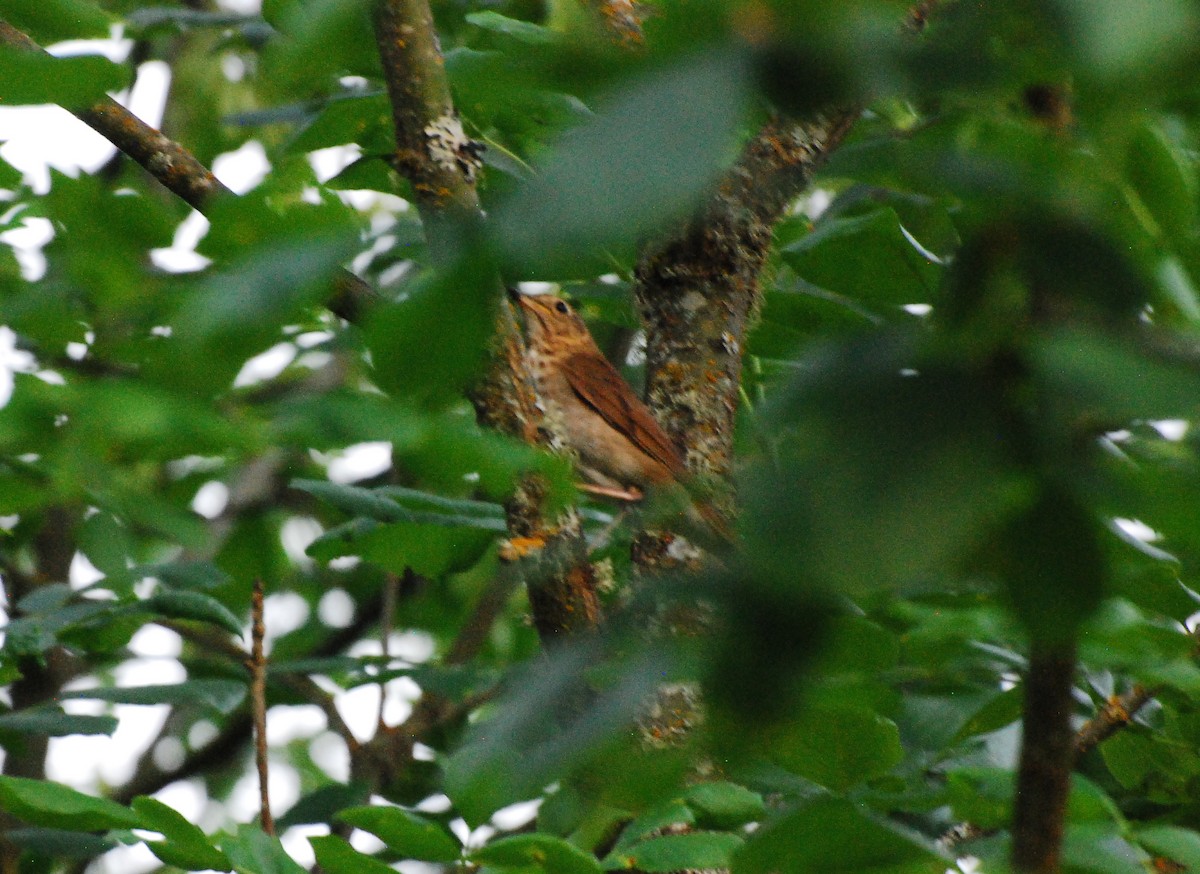 Swainson's Thrush - ML620662628