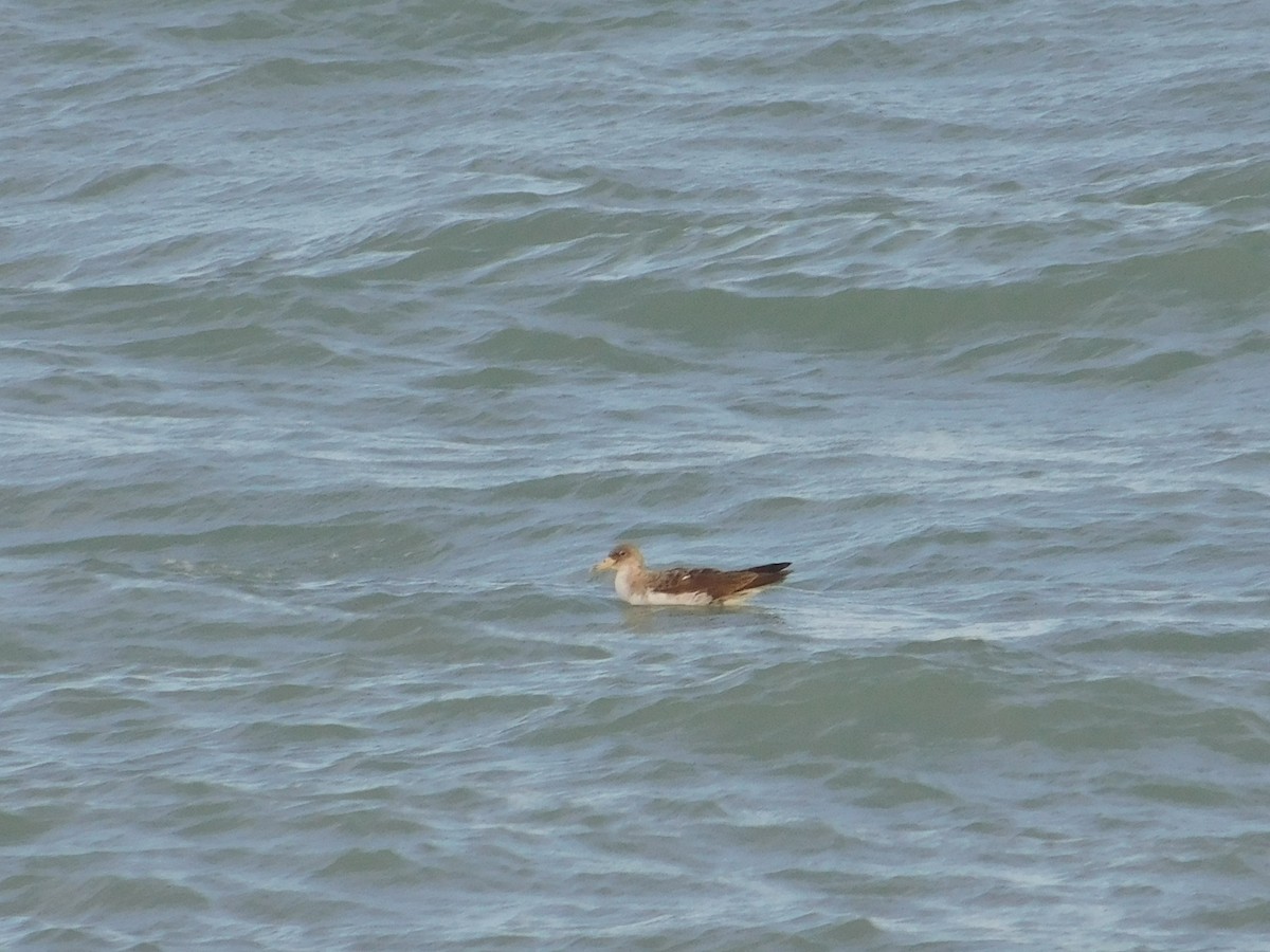 Cory's Shearwater - ML620662635