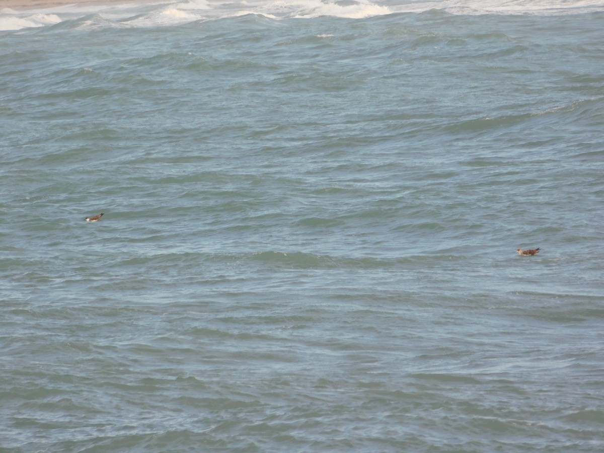 Cory's Shearwater - ML620662637