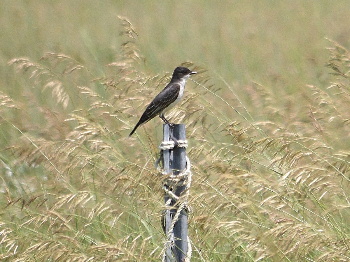 Schieferrücken-Königstyrann - ML620662643