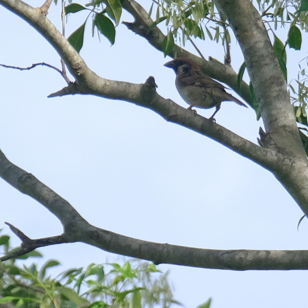 Eurasian Tree Sparrow - ML620662653
