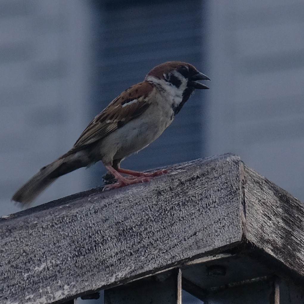 Eurasian Tree Sparrow - ML620662654