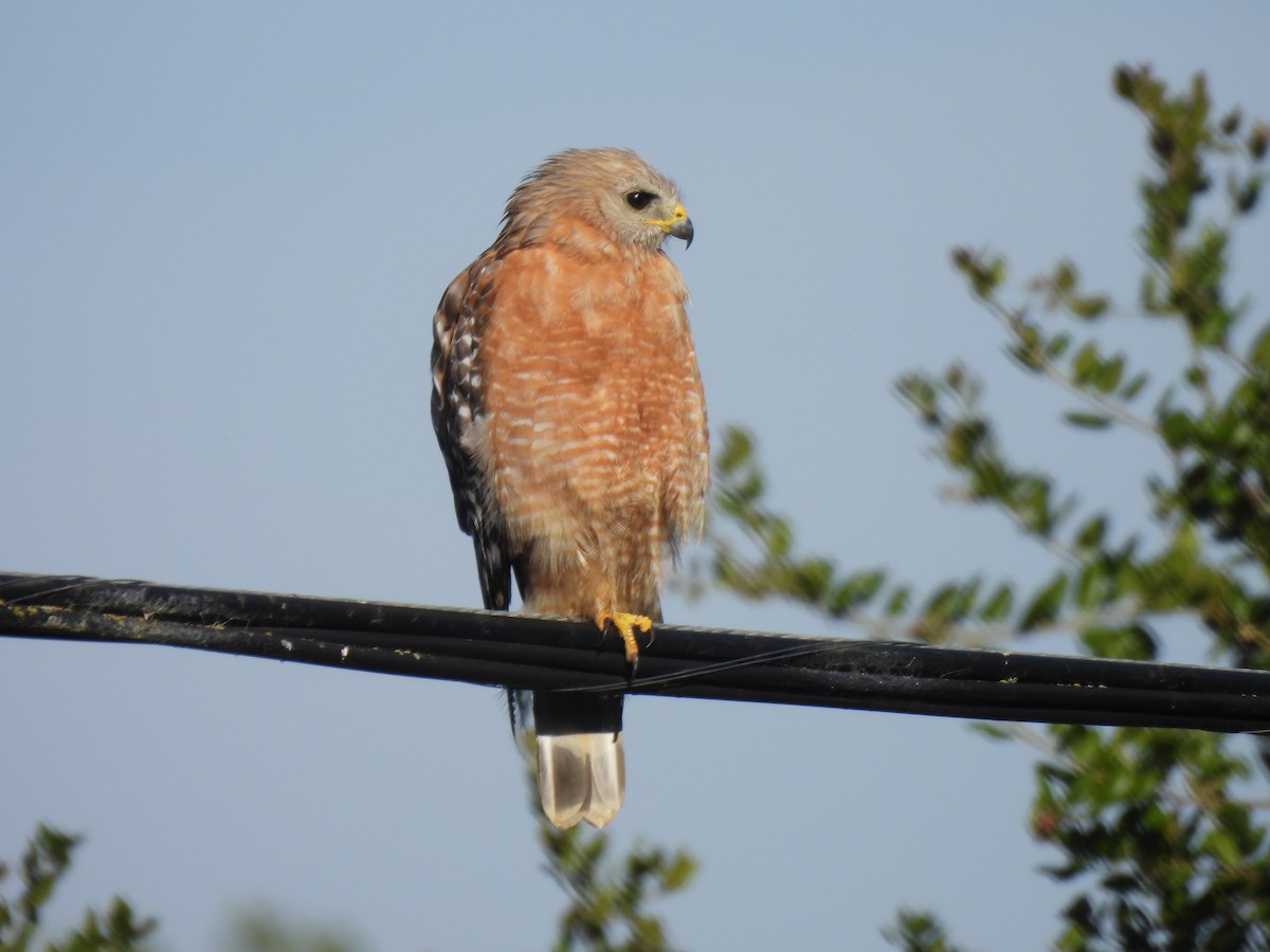 Red-shouldered Hawk - ML620662661