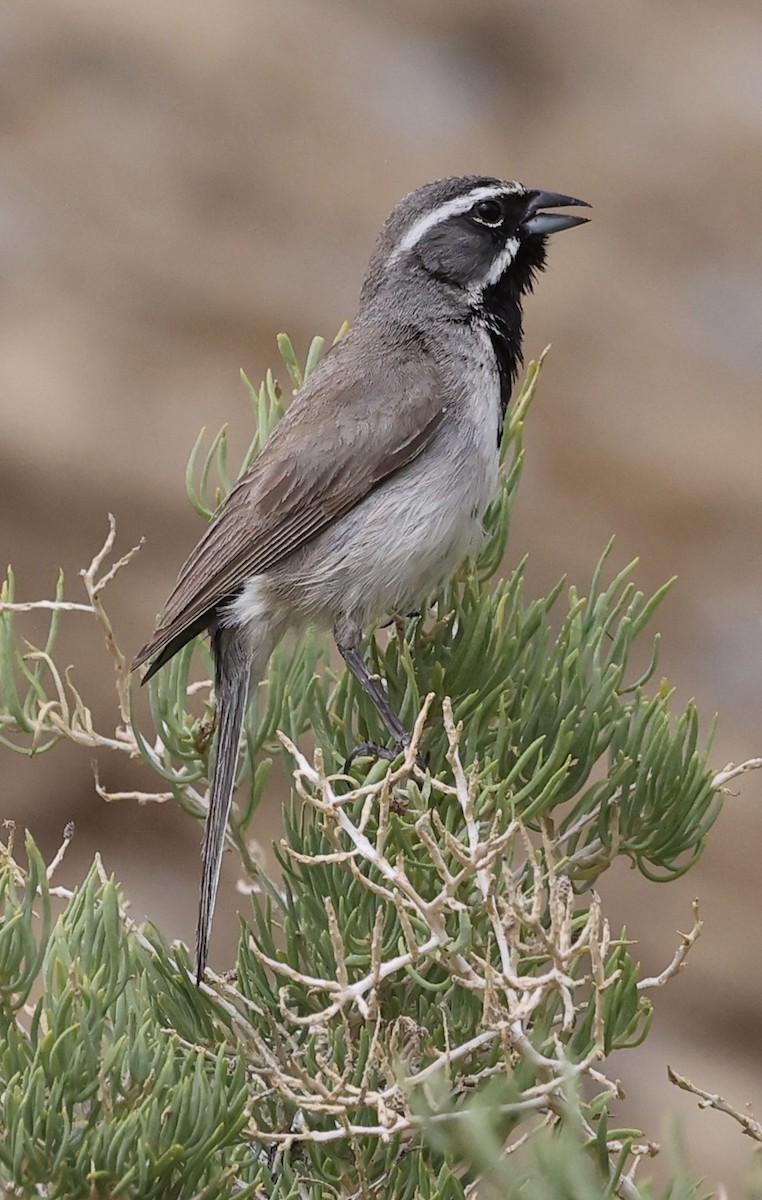 Black-throated Sparrow - ML620662679
