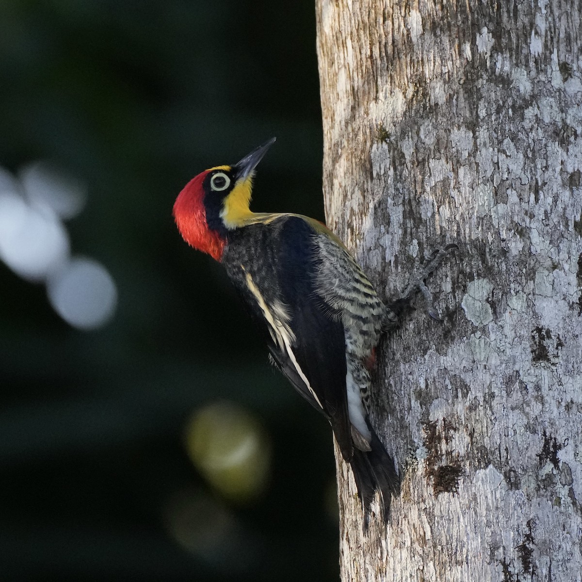 Yellow-fronted Woodpecker - ML620662684