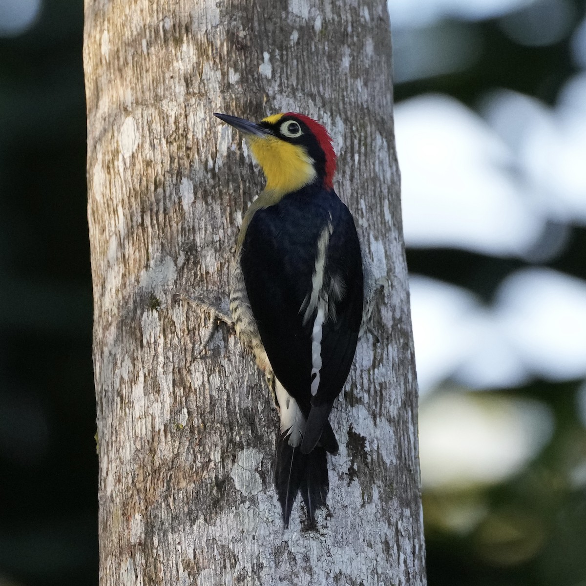 Yellow-fronted Woodpecker - ML620662689
