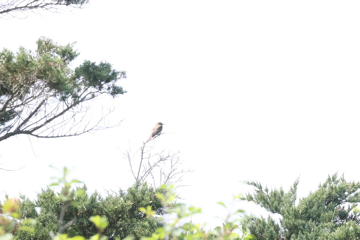 Willow Flycatcher - ML620662704