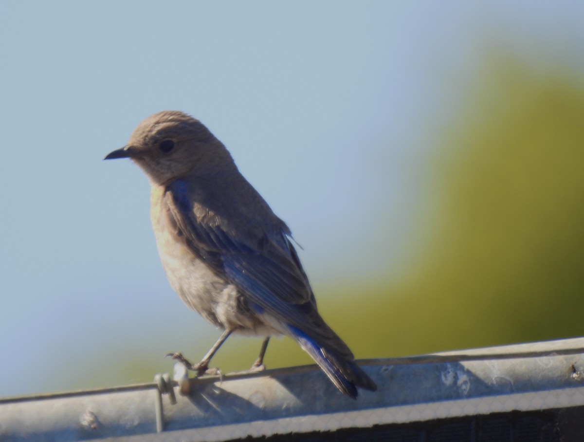 Western Bluebird - ML620662708