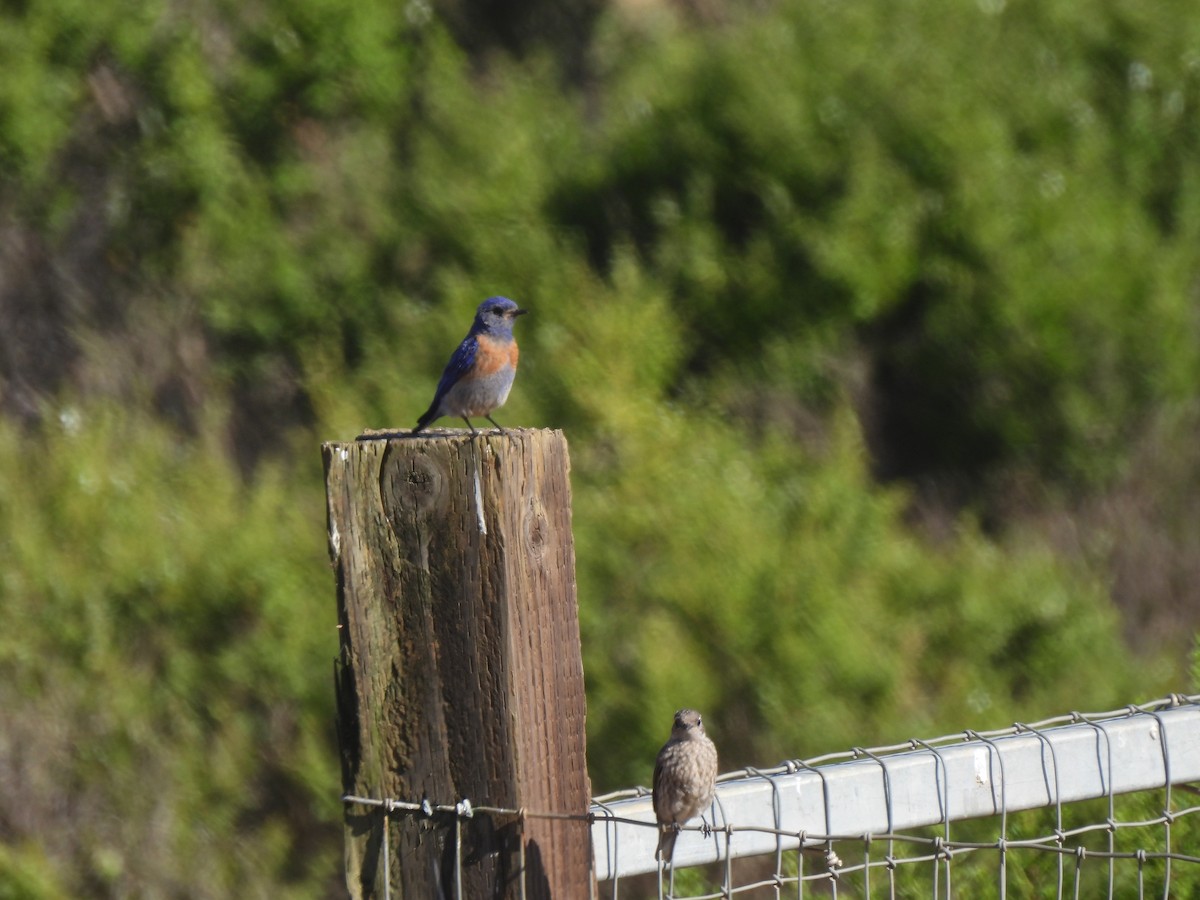 Western Bluebird - ML620662709