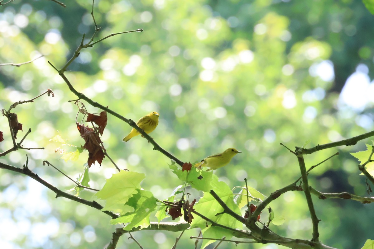 Paruline jaune - ML620662722