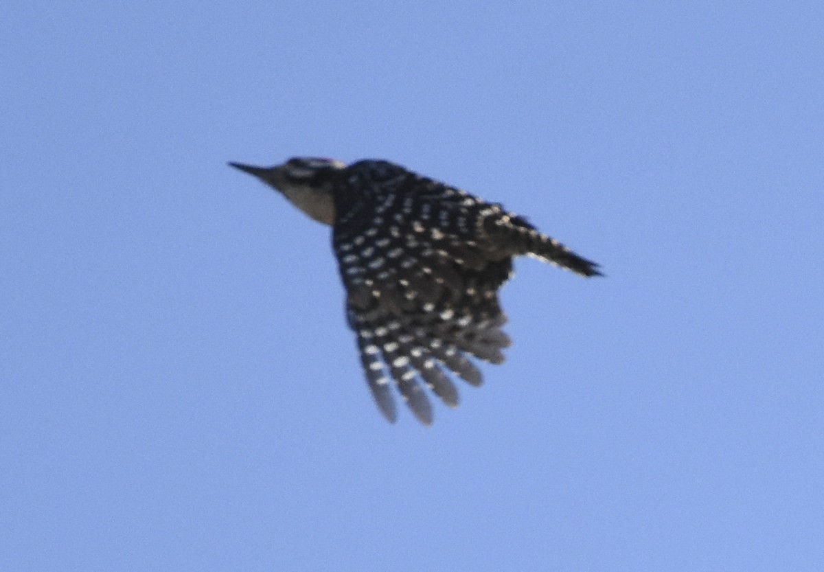 Ladder-backed Woodpecker - ML620662750