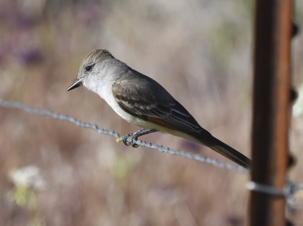 Ash-throated Flycatcher - ML620662755