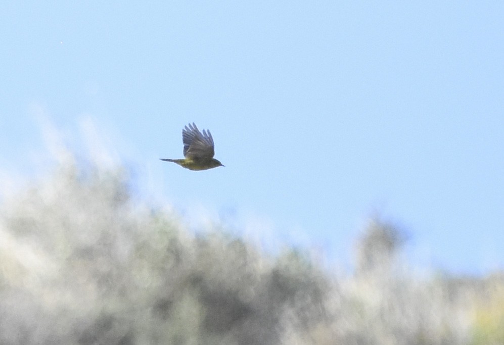 Orange-crowned Warbler - ML620662773