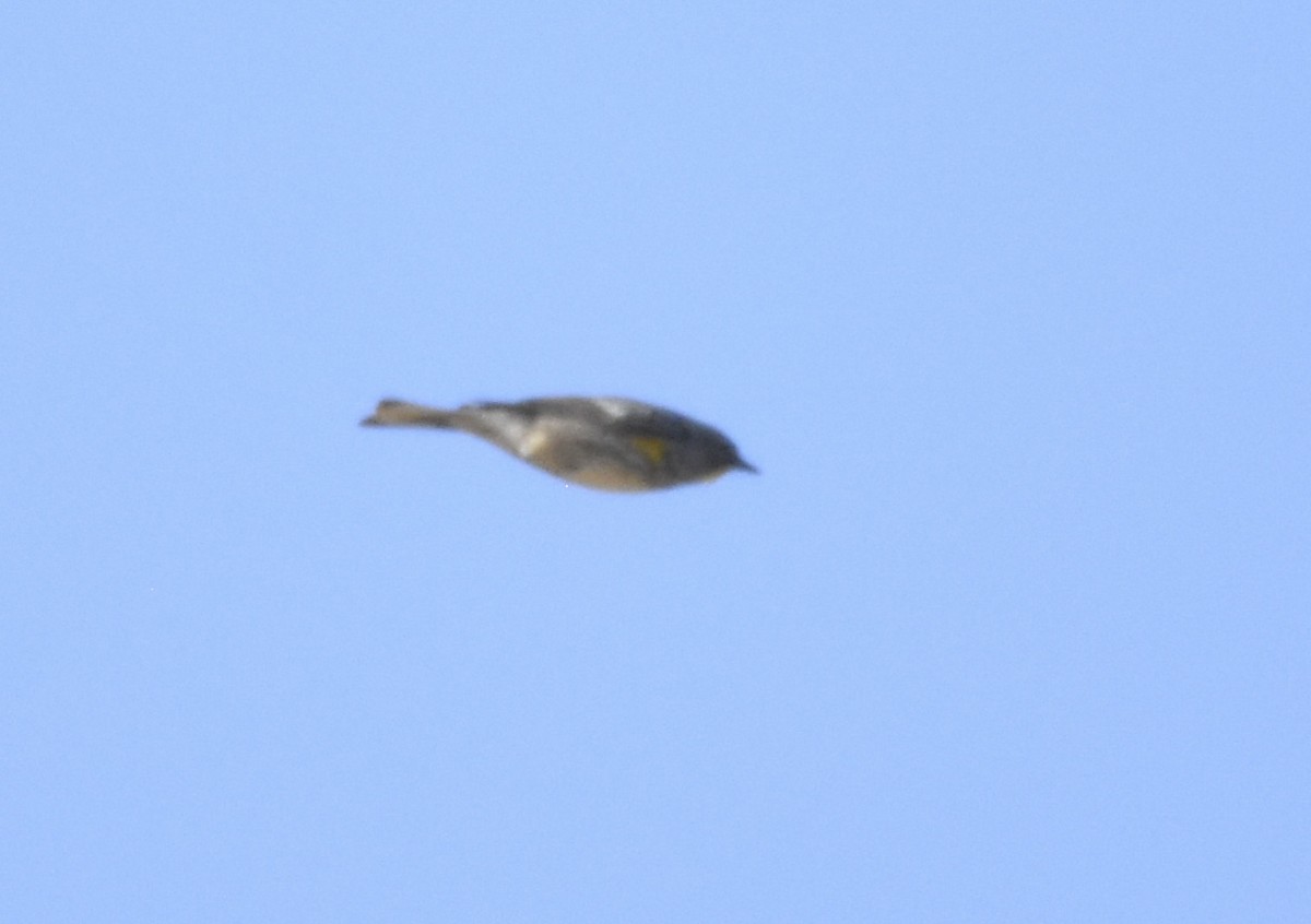 Yellow-rumped Warbler (Audubon's) - ML620662778