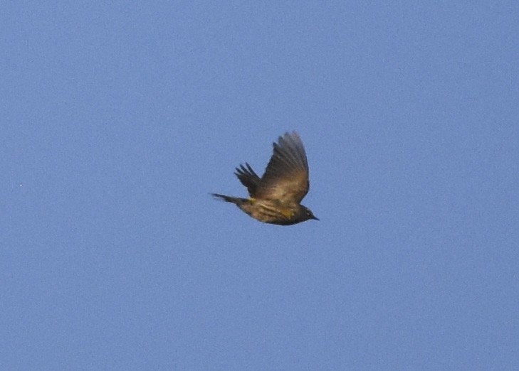 Yellow-rumped Warbler (Audubon's) - ML620662779