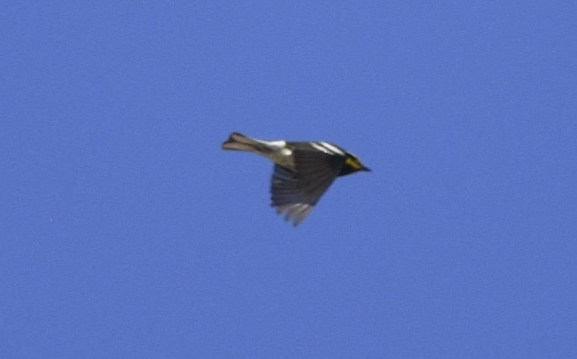 Townsend's Warbler - ML620662789