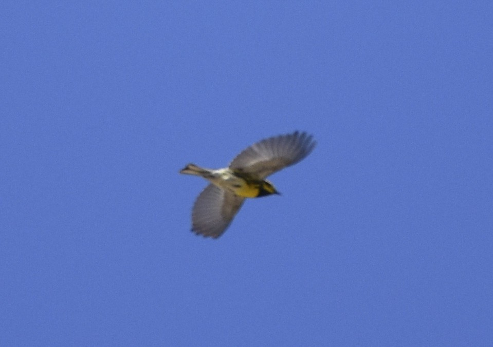 Townsend's Warbler - ML620662792