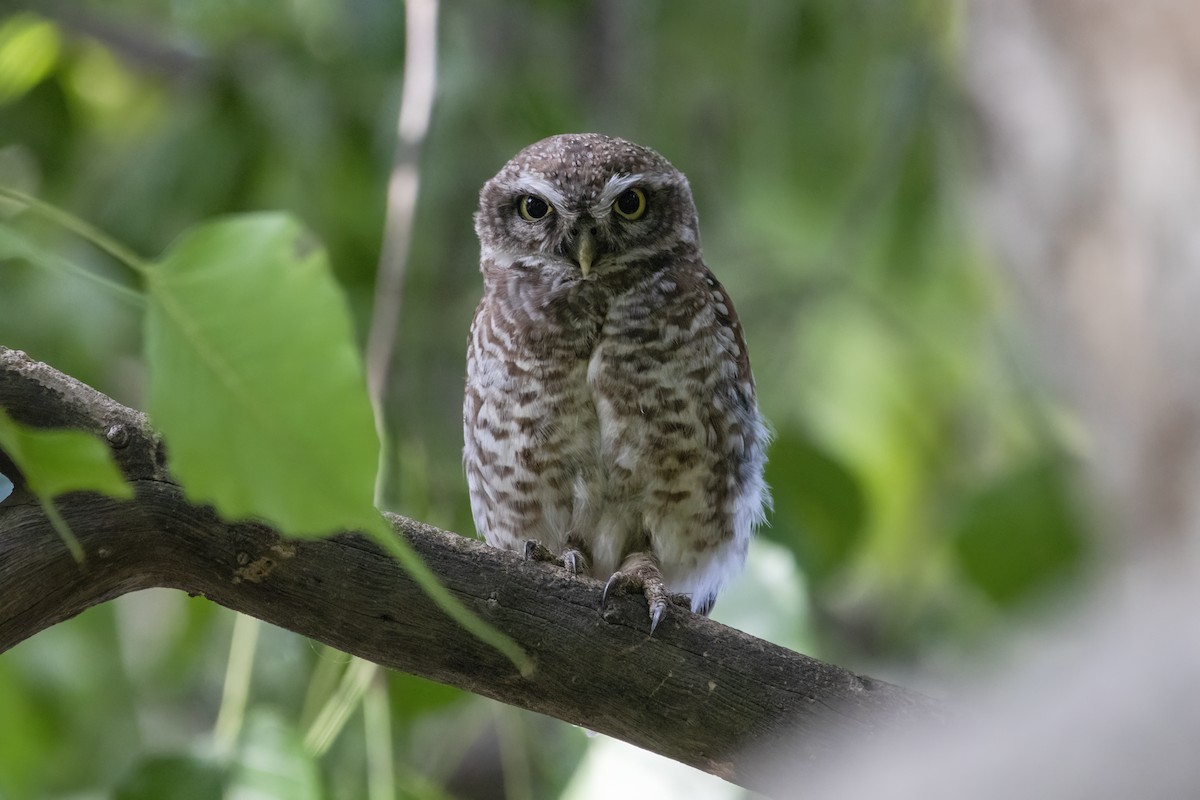 Spotted Owlet - ML620662797