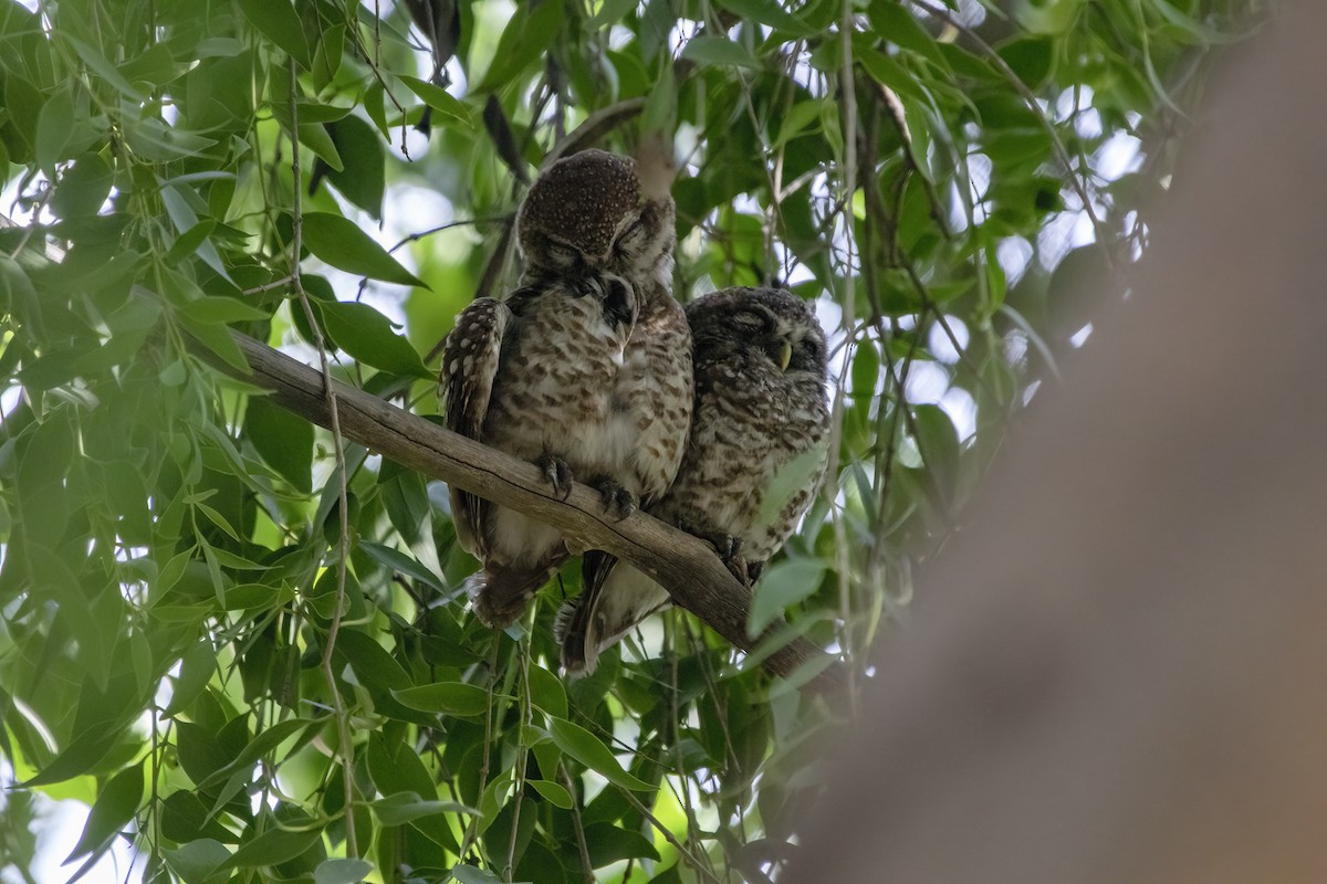 Spotted Owlet - ML620662798