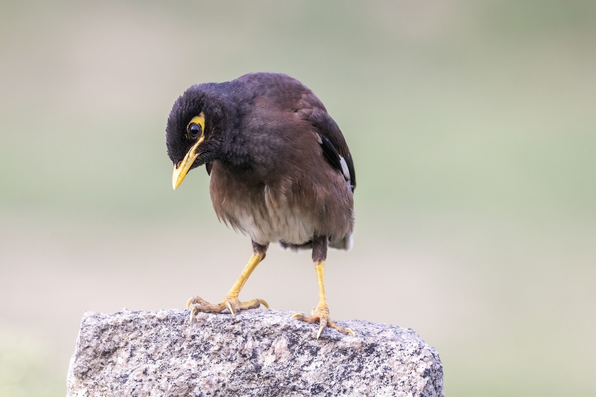 Common Myna - ML620662806