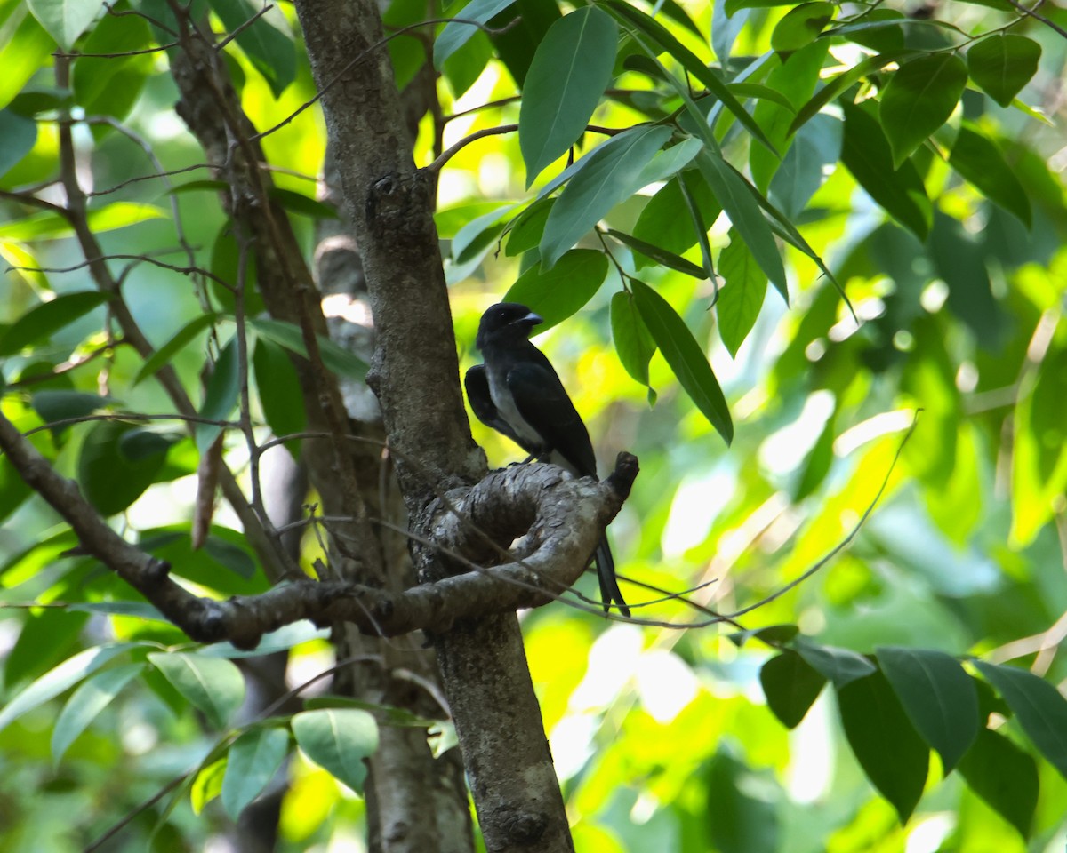 Drongo à ventre blanc - ML620662808