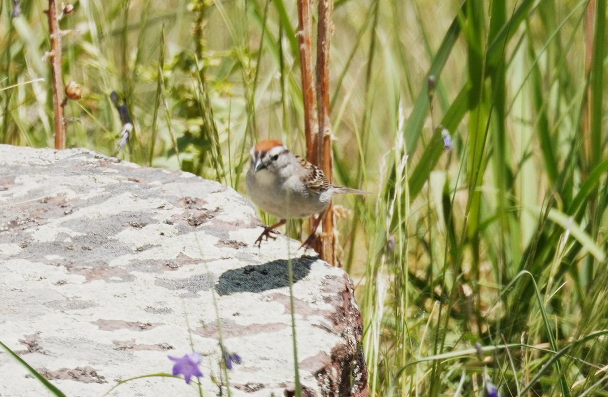 Chipping Sparrow - ML620662809