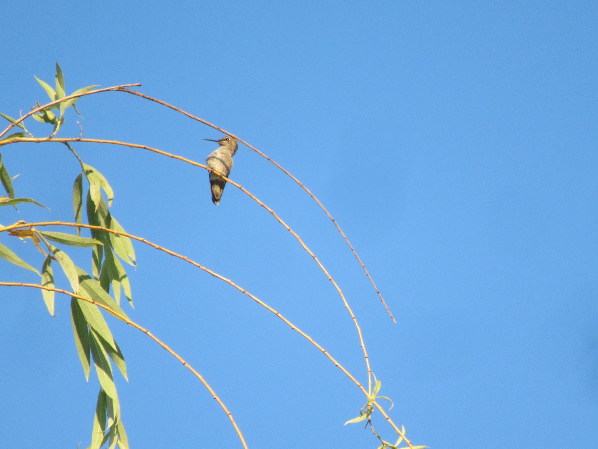 Anna's Hummingbird - ML620662813