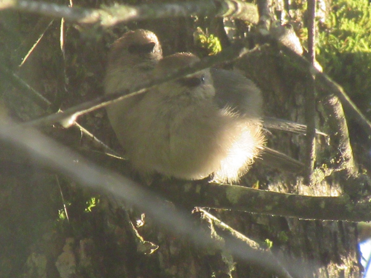 Bushtit - ML620662817