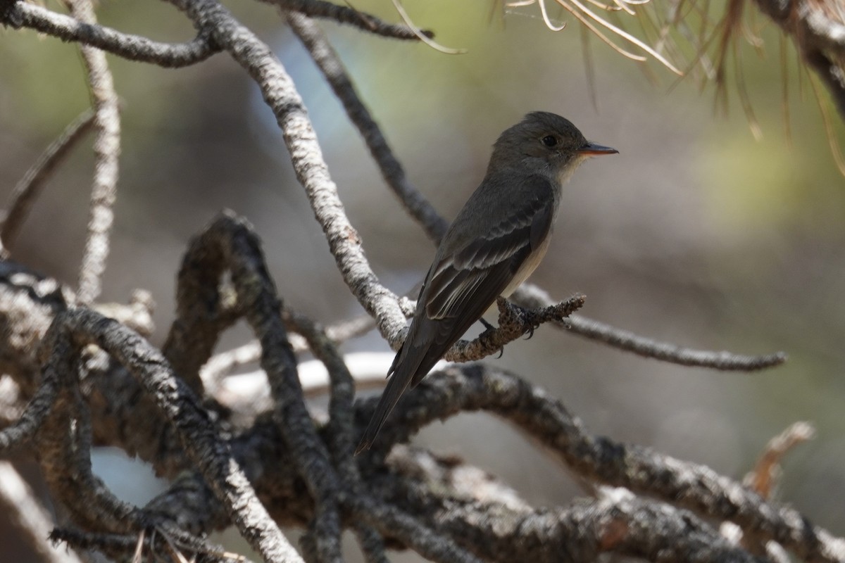 Western Wood-Pewee - ML620662838