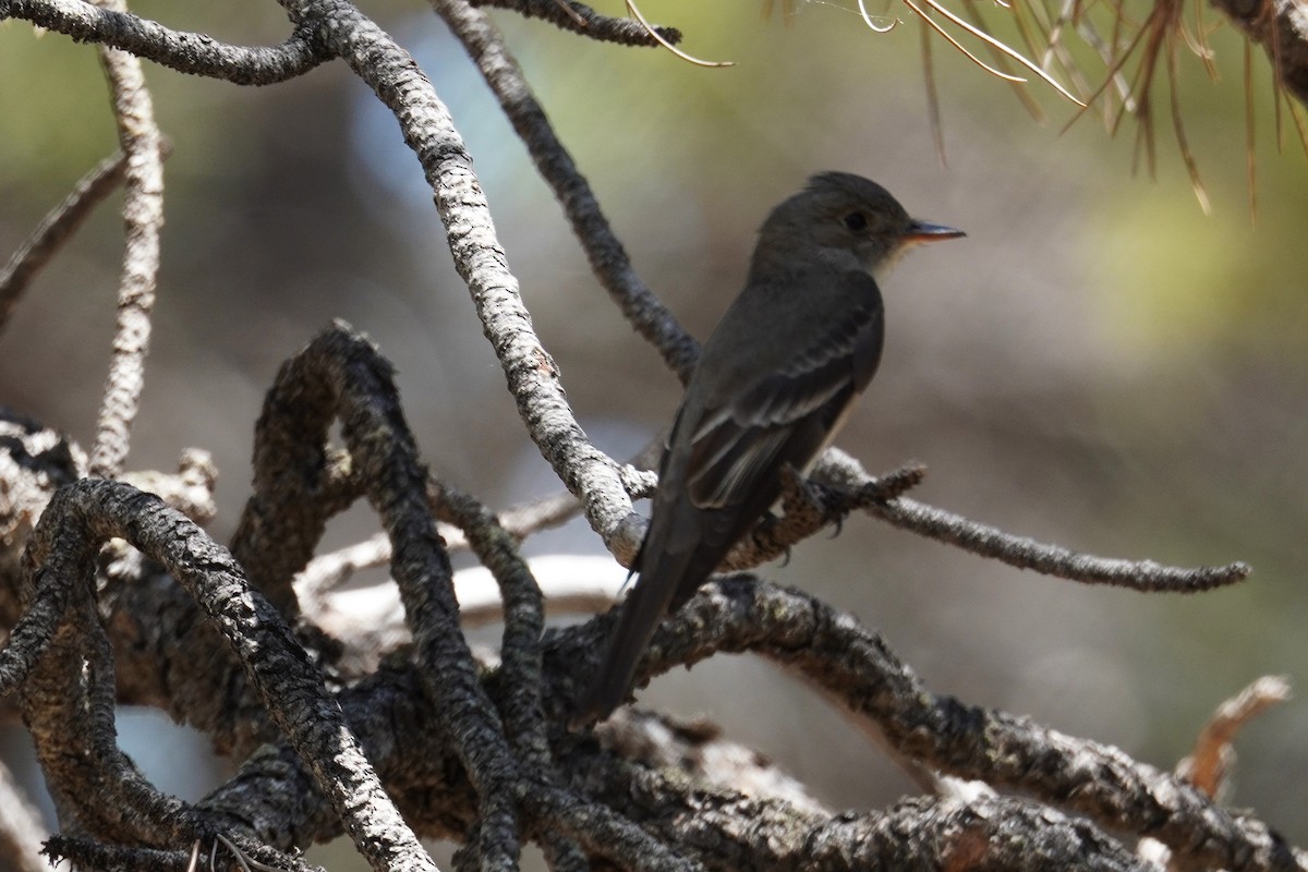 Western Wood-Pewee - Kristy Dhaliwal