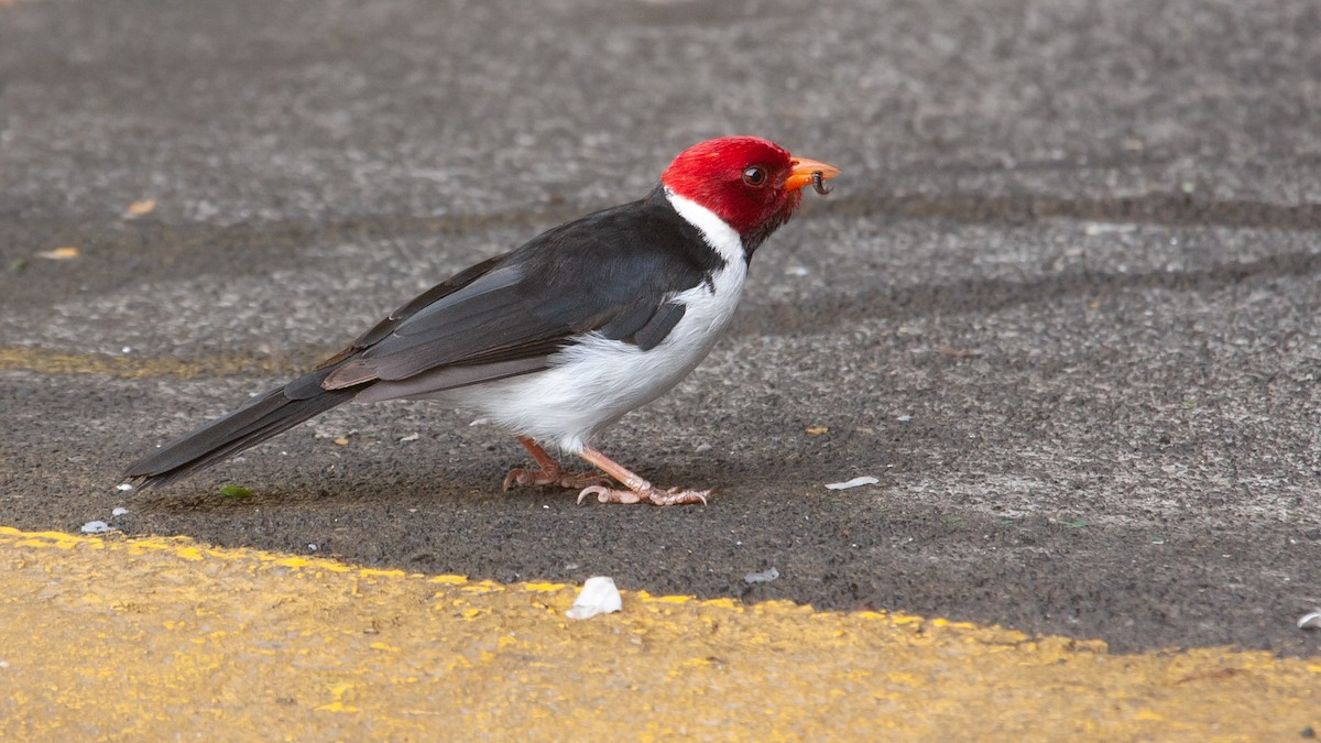 Yellow-billed Cardinal - ML620662844