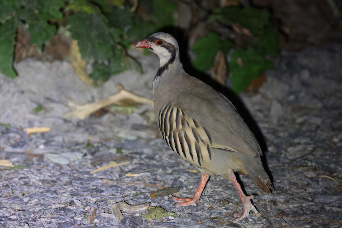 Chukar - ML620662845