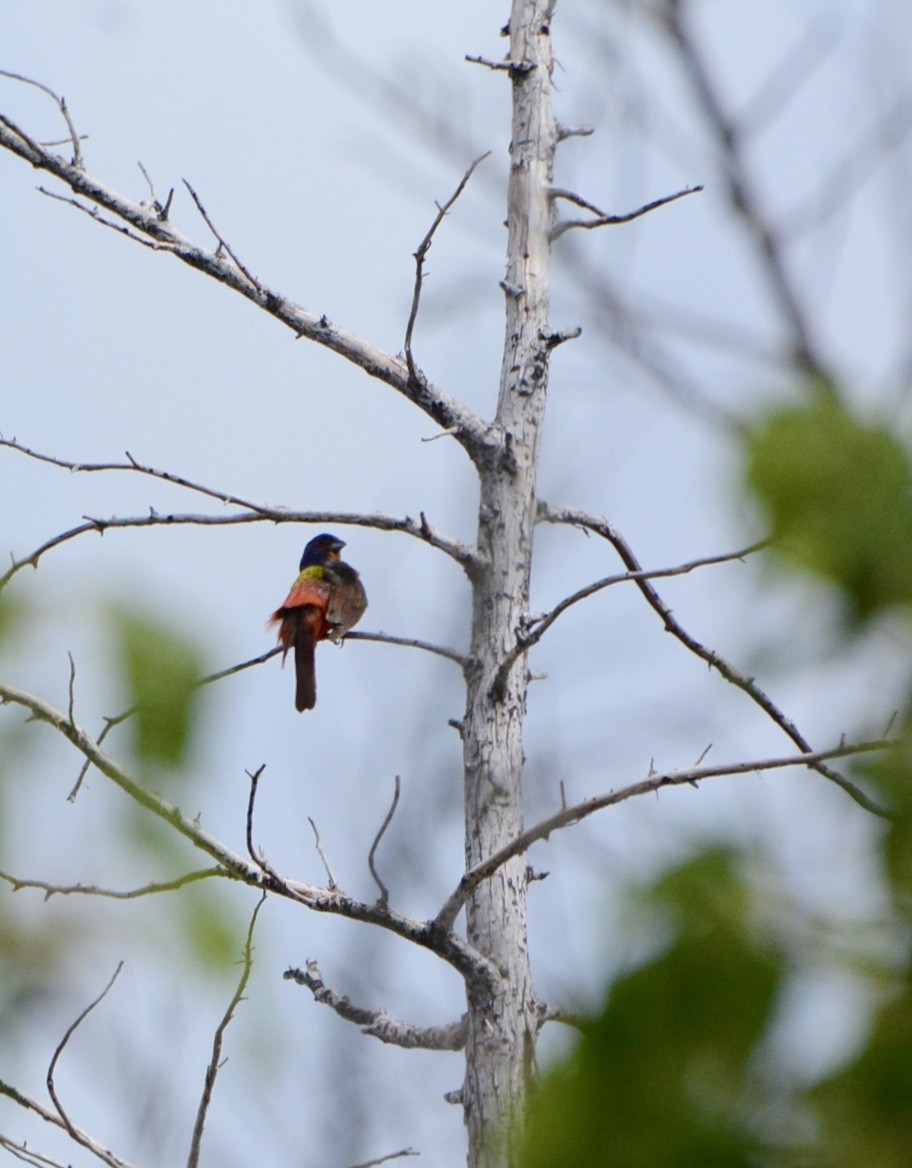 Painted Bunting - ML620662847