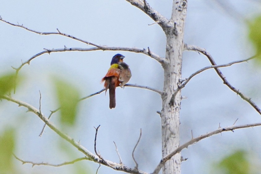 Painted Bunting - ML620662848