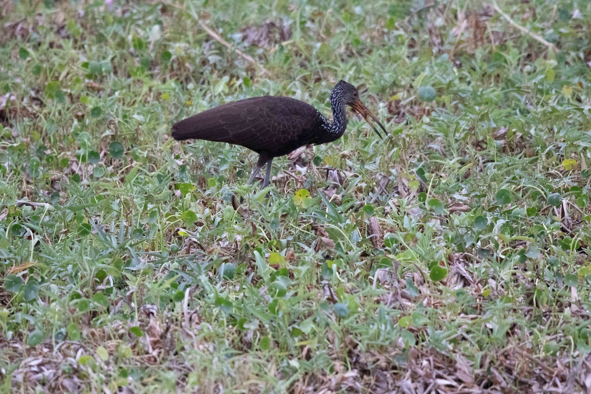 Limpkin - ML620662853