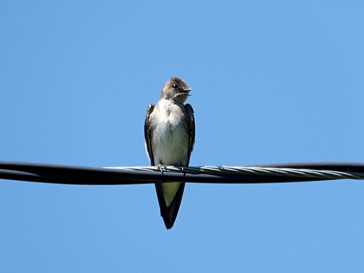 Northern Rough-winged Swallow - ML620662854