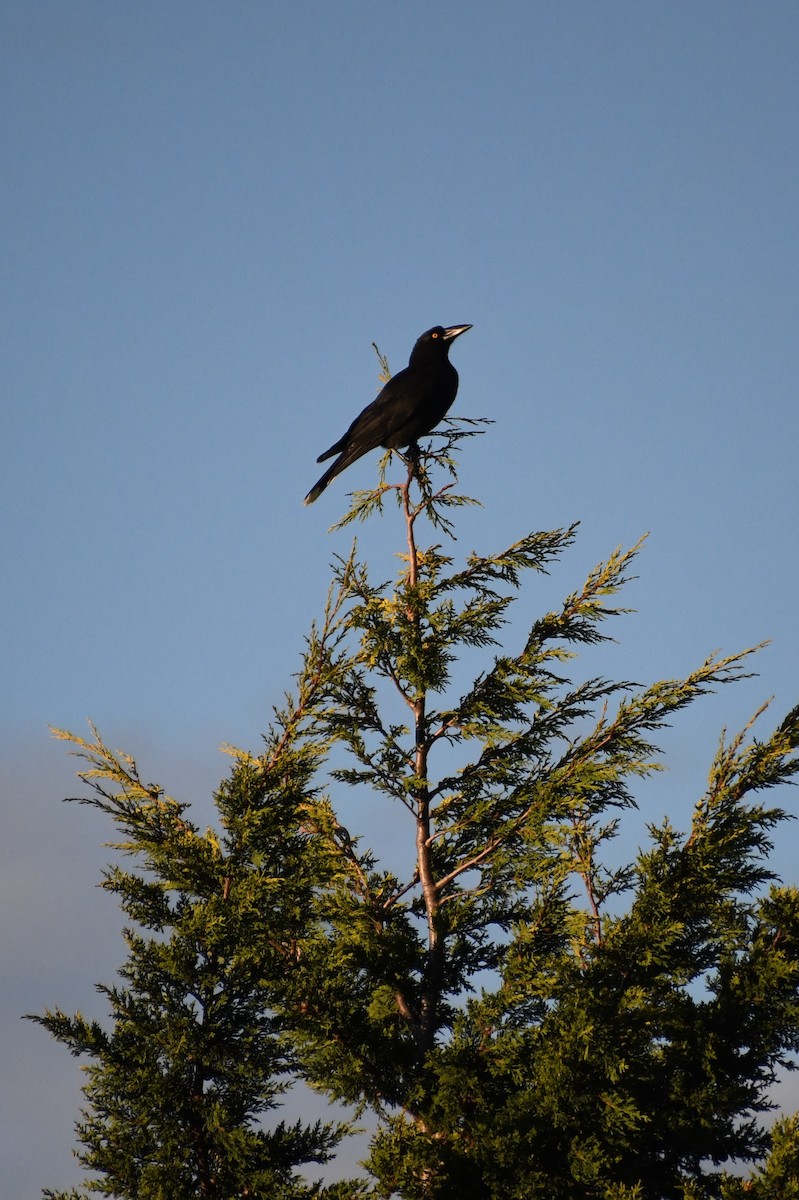 Black Currawong - ML620662862