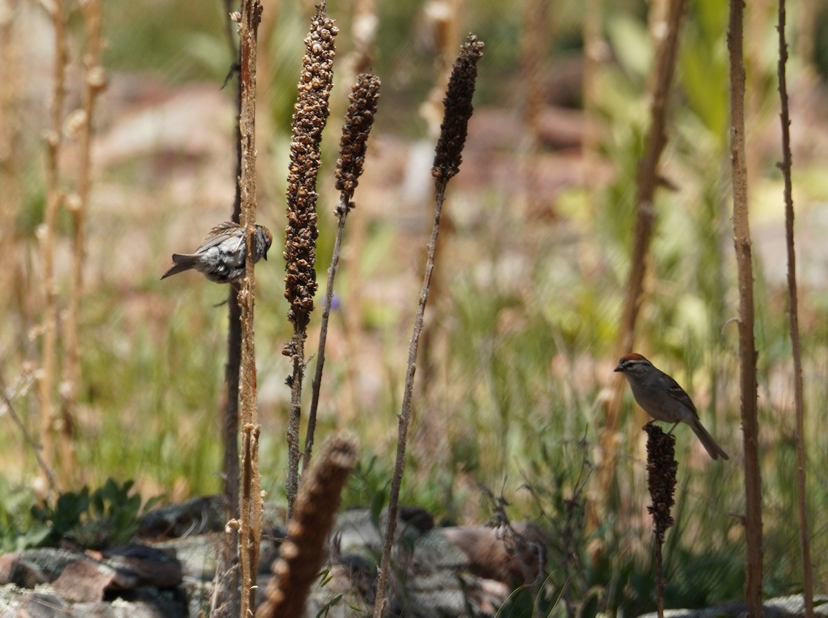 Chipping Sparrow - ML620662866