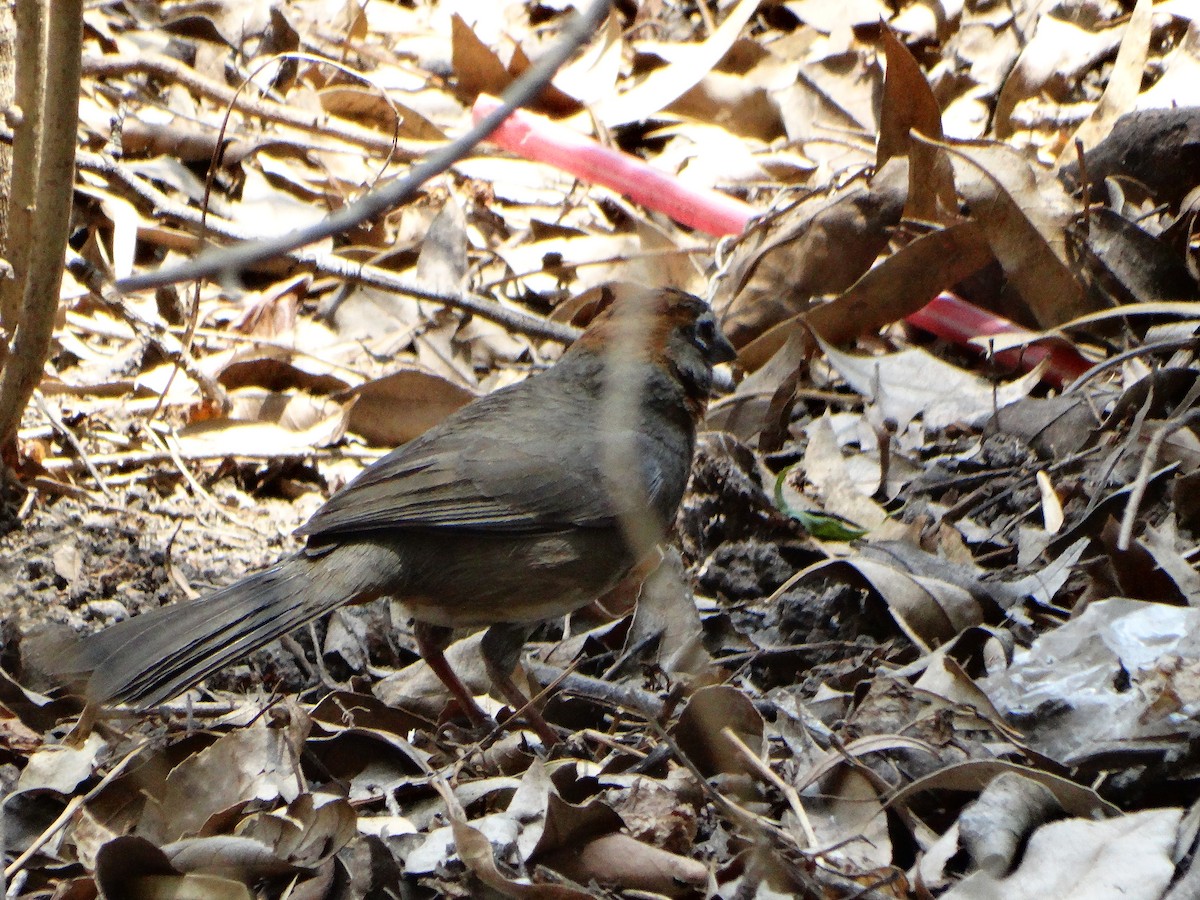 Rusty-crowned Ground-Sparrow - Mauricio Ruvalcaba