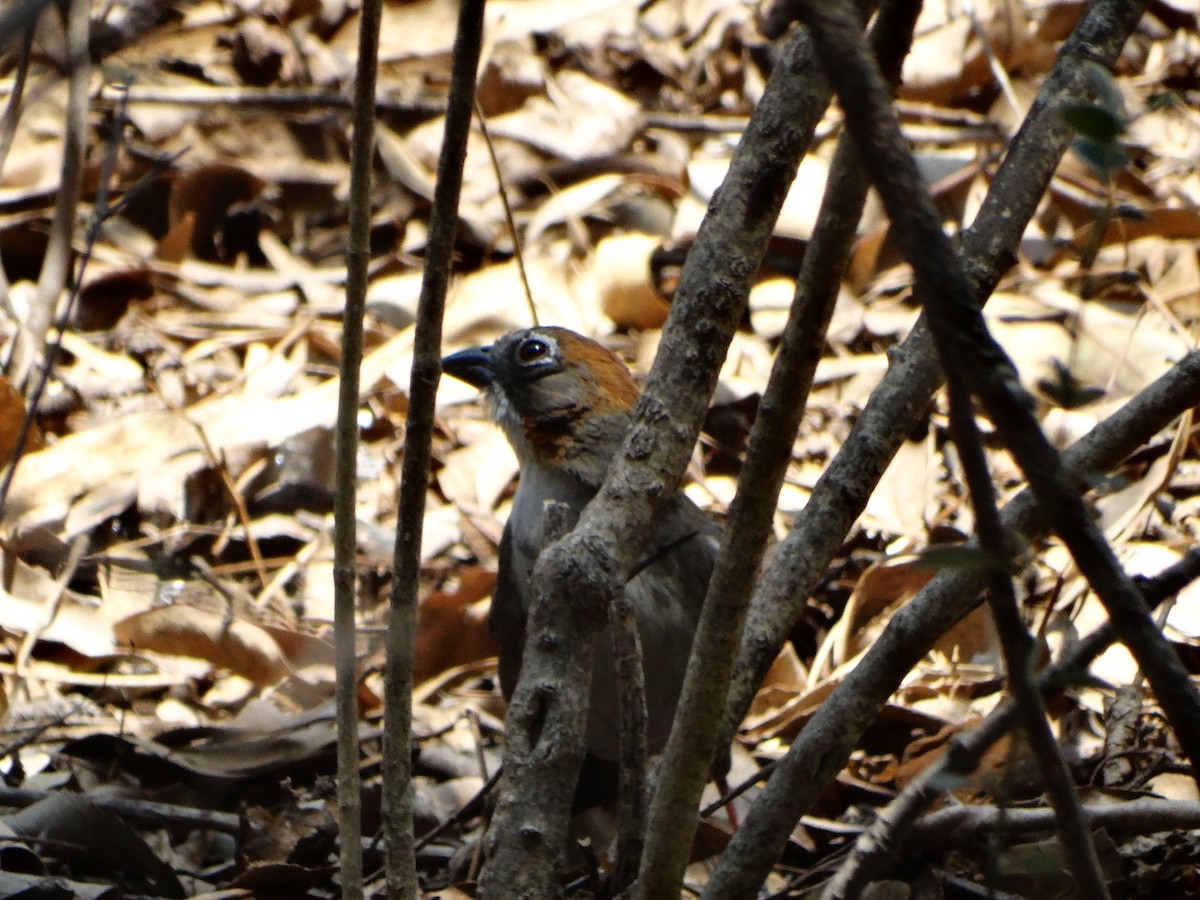 Rusty-crowned Ground-Sparrow - ML620662881