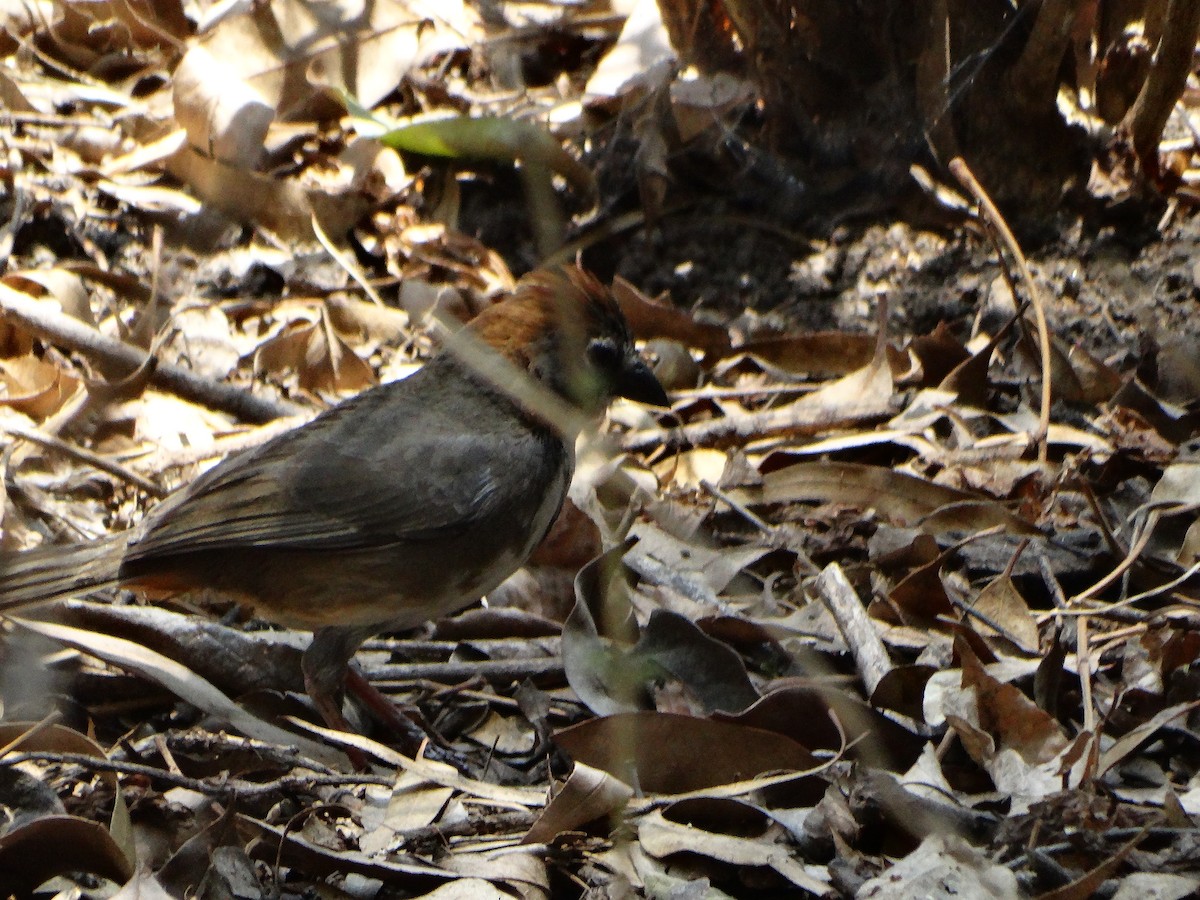 Rusty-crowned Ground-Sparrow - ML620662882