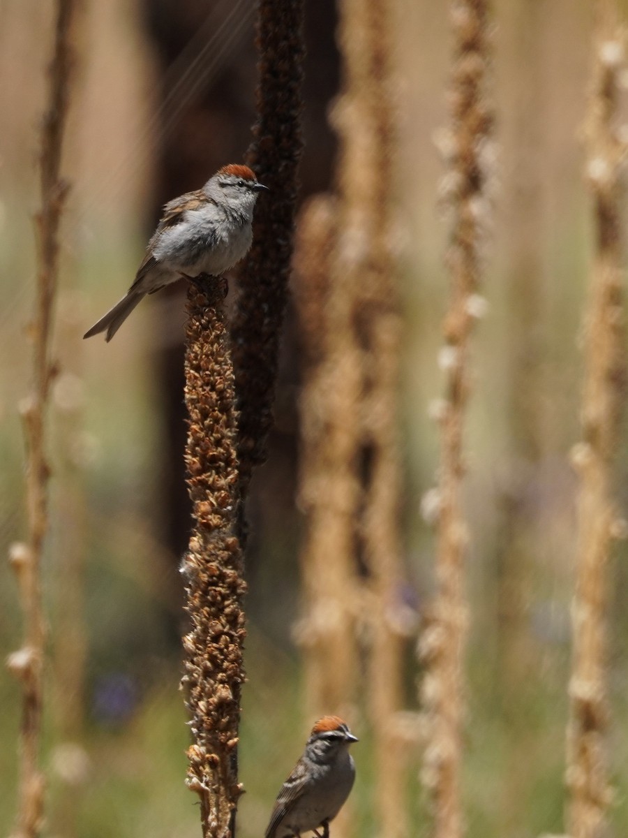 Chipping Sparrow - ML620662886