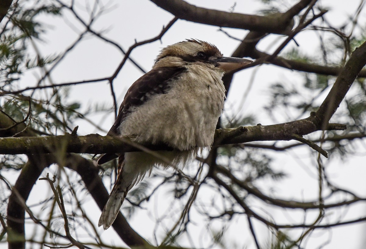 Laughing Kookaburra - ML620662887